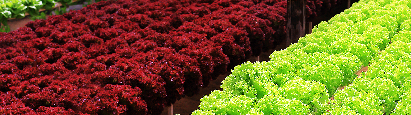Producing red lettuce with horticultural LED 